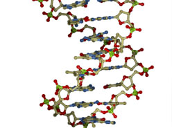 Genetics of Epilepsy