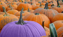 Purple Pumpkin Project for epilepsy awareness - Hackensack, NJ